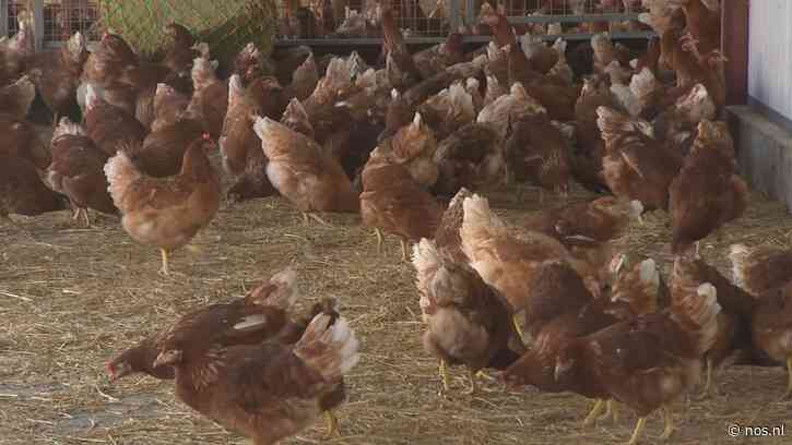 Ophokplicht voor pluimvee vervalt in heel Nederland