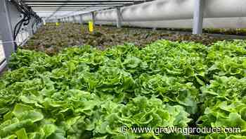 Researchers Look At Challenges to and Solutions for Indoor Farming