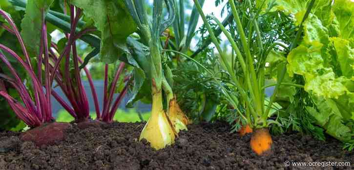 Why companion planting in the garden creates more effective growth