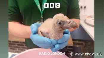 Why London Zoo's baby is 'step forward' for vultures