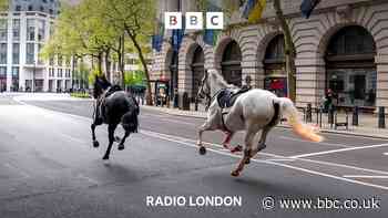 Eyewitnesses describe runaway horses in central London