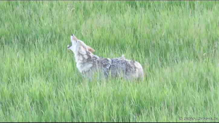 Coyote calls on the rise in Calgary; city wildlife team advises caution