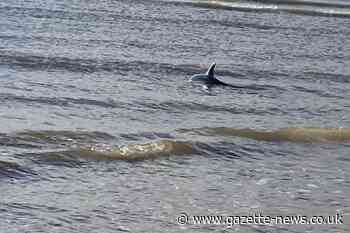 'Dolphin' spotted in shallow Walton-on-the-Naze waters