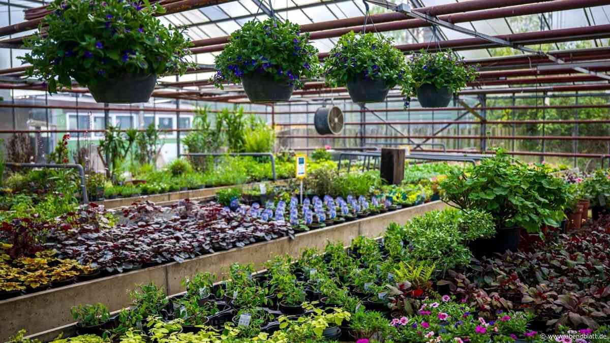 Bunt und insektenfreundlich: Gärtnereien starten in Saison