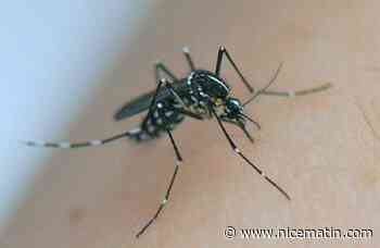 Recrudescende des cas de dengue: "Le risque épidémique n'est pas virtuel", alerte le chef du service infectiologie de l'hôpital de Fréjus