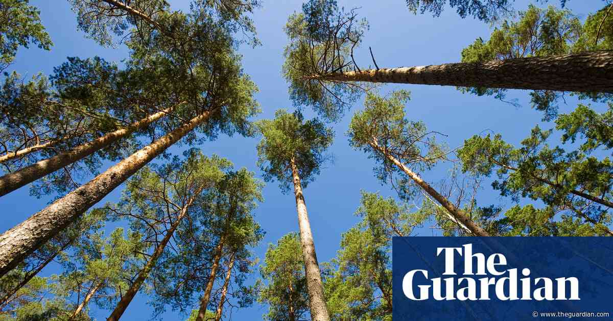 Repeated periods of heat and drought causing some trees to die – study