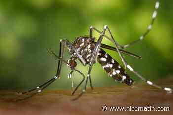 Recrudescence des cas de dengue: "Des larves de moustique tigre dix jours plus tôt que d’habitude", selon l’Entente interdépartementale pour la démoustication