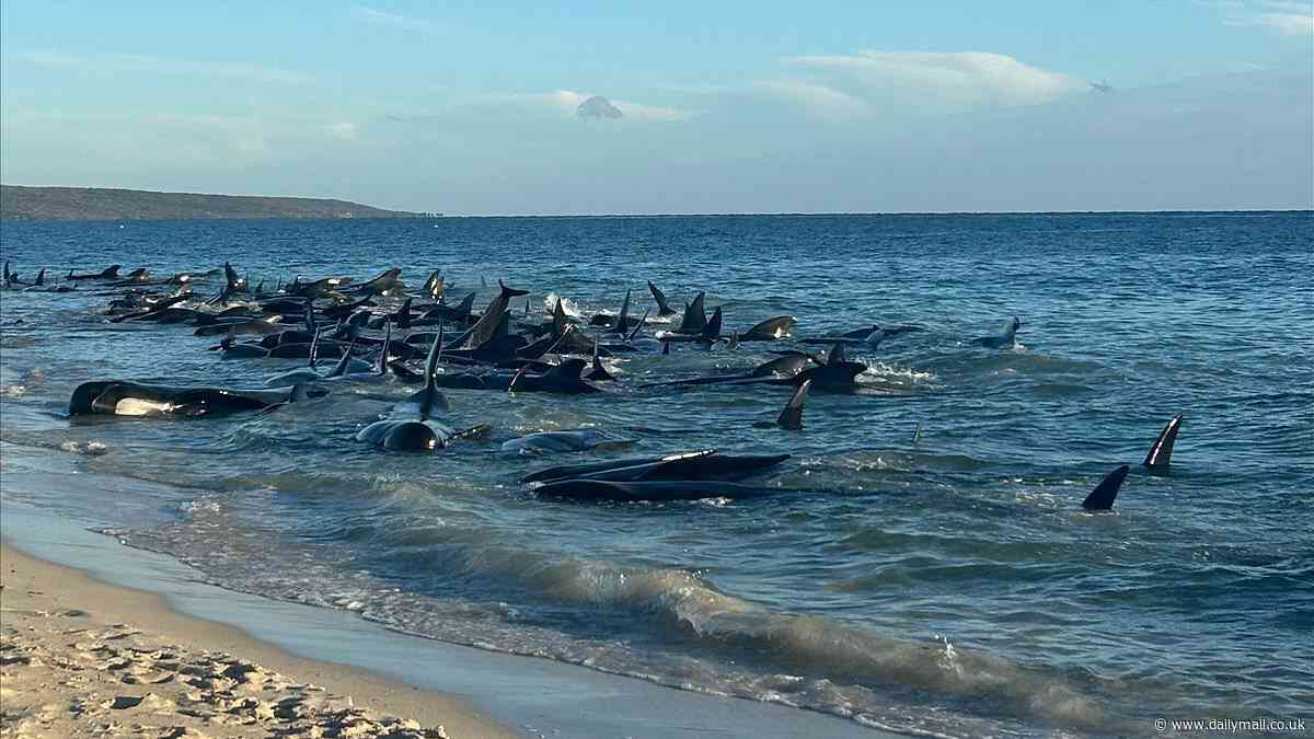 Toby's Inlet WA: More than a quarter of whales stranded on Aussie beach now dead - as rescuers rush to save the survivors