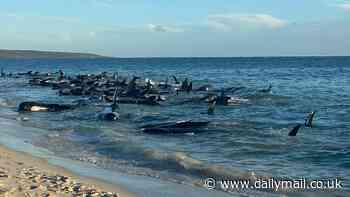 Toby's Inlet WA: More than a quarter of whales stranded on Aussie beach now dead - as rescuers rush to save the survivors