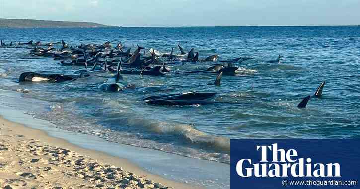 160 pilot whales stranded and 26 confirmed dead in Western Australia – video