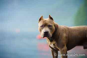 News24 | DRC government moves to regulate breeding, ownership of boerboels and pit bulls