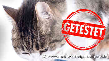 „Gesundheitliche Folgen“ – teure Katzenfutter-Marken fallen bei Stiftung Warentest durch