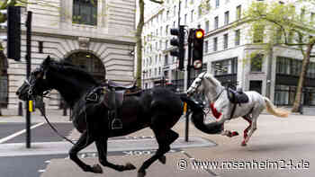 Blutverschmierte Pferde jagen durch London – „Totales Chaos“ auf den Straßen