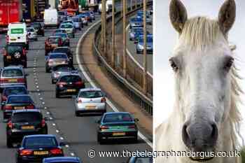 M62 carriageway closed near Castleford due to horses in road