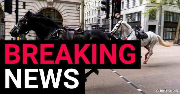 Major update in condition of two horses that rampaged through London