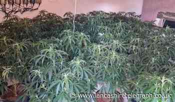 Man arrested after 146 cannabis plants discovered in Coppull