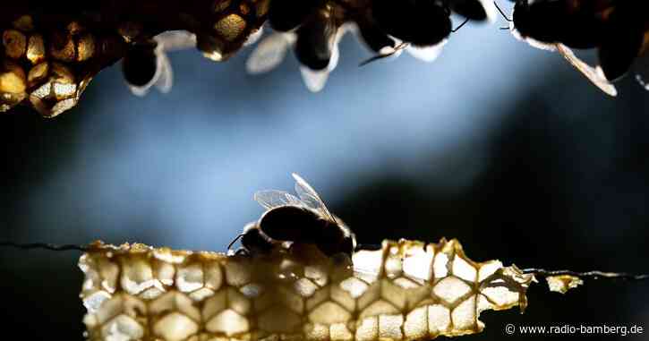 Bienenseuche auch in Rosenheim festgestellt