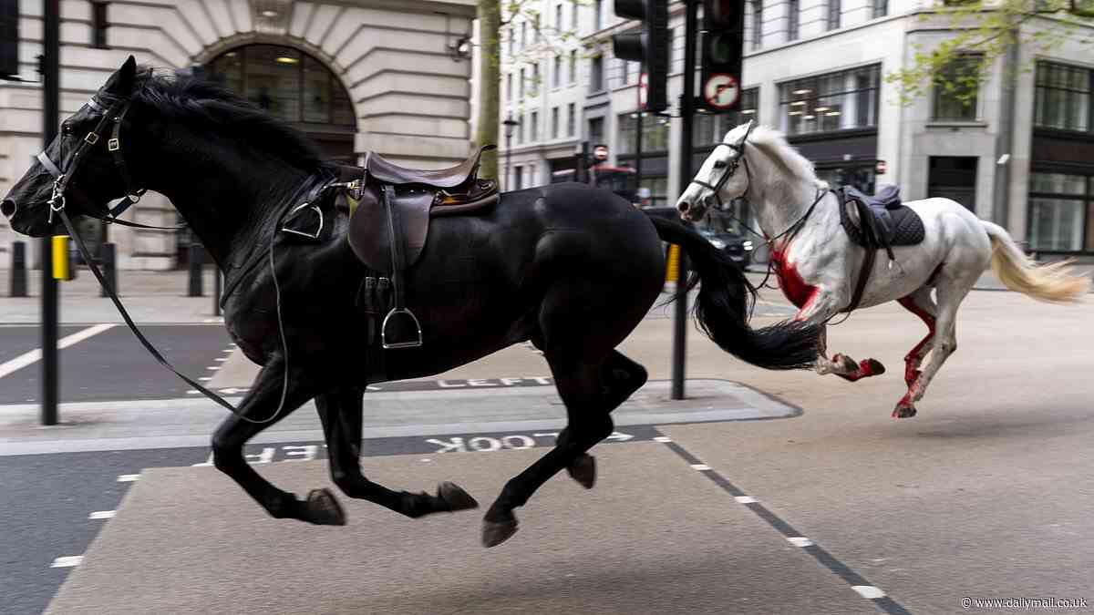 Two rampaging horses are in a 'serious condition' after running loose through the streets of London when they were spooked by builders dropping rubble