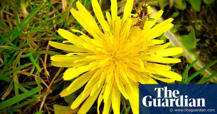 Country diary: The dandelions should be crowded; instead, a solitary bee | Paul Evans