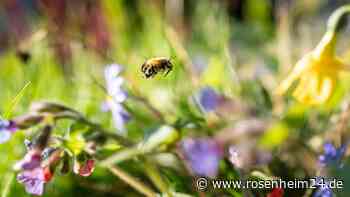 Bienenseuche jetzt auch im Landkreis Rosenheim - Sperrgebiete bereits eingerichtet