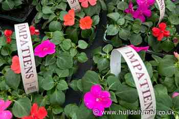 AD FEATURE: Coletta & Tyson launches new great value for money plant range