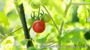 Elf Pflanzen, die sich mit Tomaten im Beet nicht gut vertragen