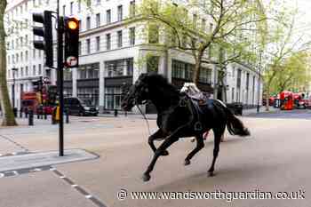 Horses in 'serious condition' after running loose in London