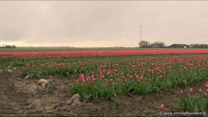 Flevoland - Nauwelijks bloeiende velden te zien langs Tulpenroute Flevoland, route-app uit