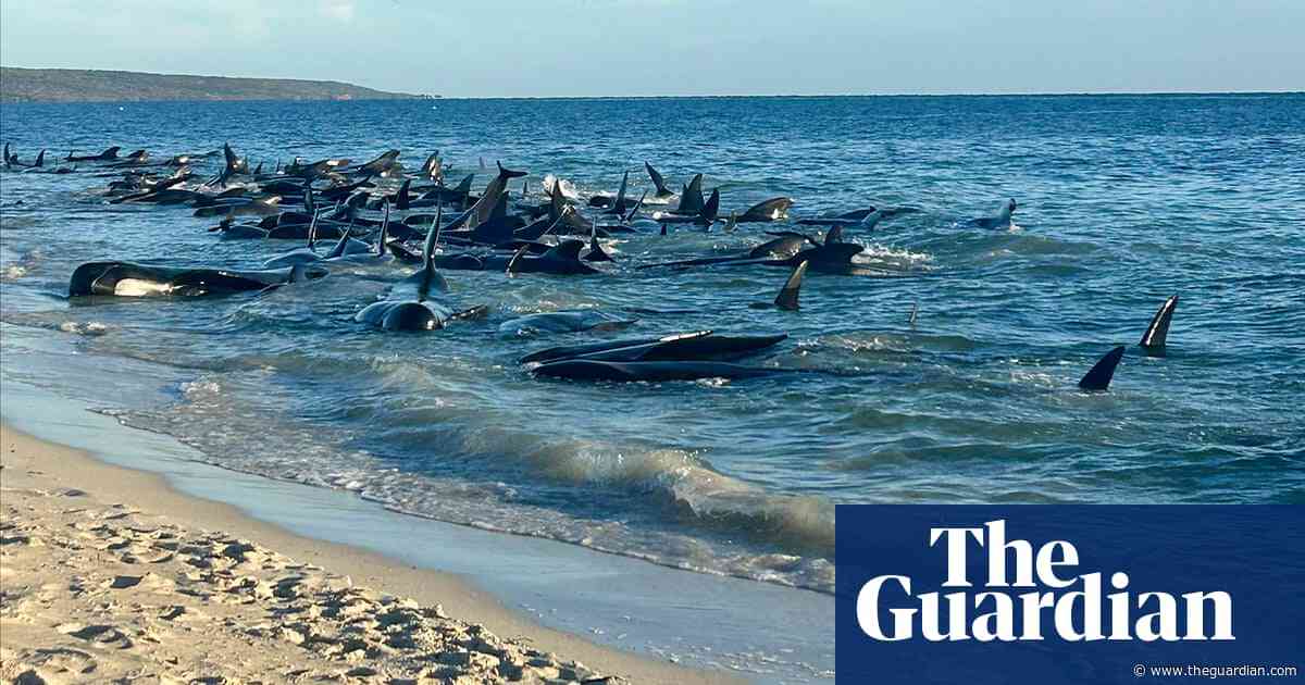 Twenty-nine pilot whales dead after mass stranding on WA beach