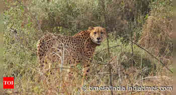 MP's Gandhisagar wildlife sanctuary to get 5-8 cheetahs from South Africa