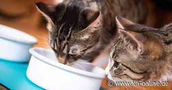 Katzenfutter im Test: Discounter-Marken führen laut Stiftung Warentest
