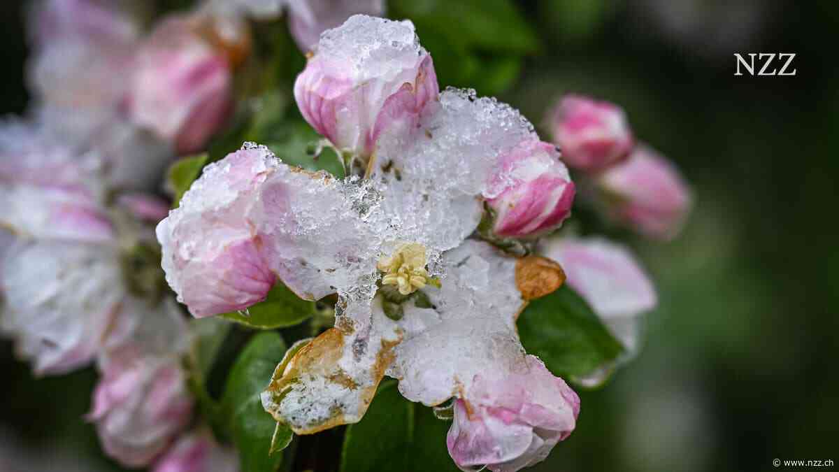 Frühe Blüte und dann kommt der zerstörerische Spätfrost. Wird dieses Schreckenszenario künftig wegen des Klimawandels häufiger?
