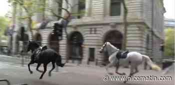 Deux des chevaux rattrapés après leur cavale à Londres sont dans un "état grave"