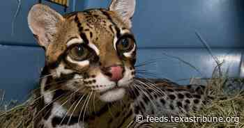 Is the ocelot, the endangered South Texas wildcat, making a comeback?