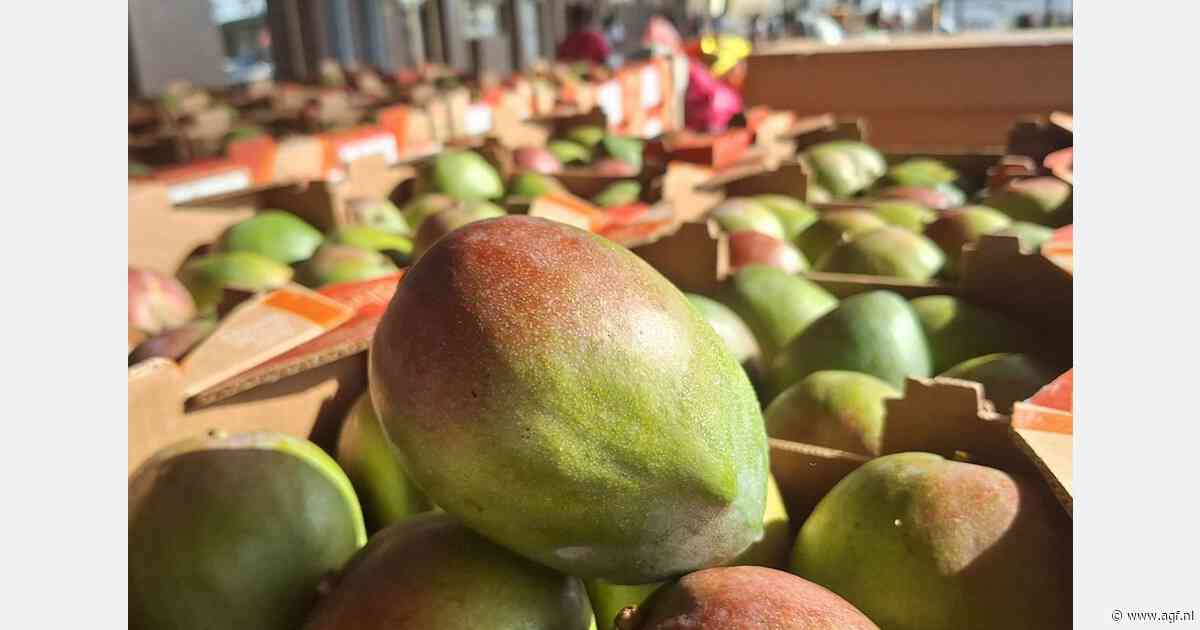 West-Afrikaanse mango-opbrengsten weer terug naar niveau van twee jaar geleden