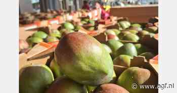 West-Afrikaanse mango-opbrengsten weer terug naar niveau van twee jaar geleden