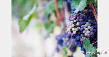 Hardfruittelers lijken gespaard tijdens vorstperiode, maar rampjaar dreigt voor wijndruiventelers