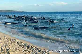 Dozens of pilot whales die in mass stranding on Australian beach