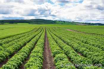 Report warns of challenges to Scottish seed potato sector
