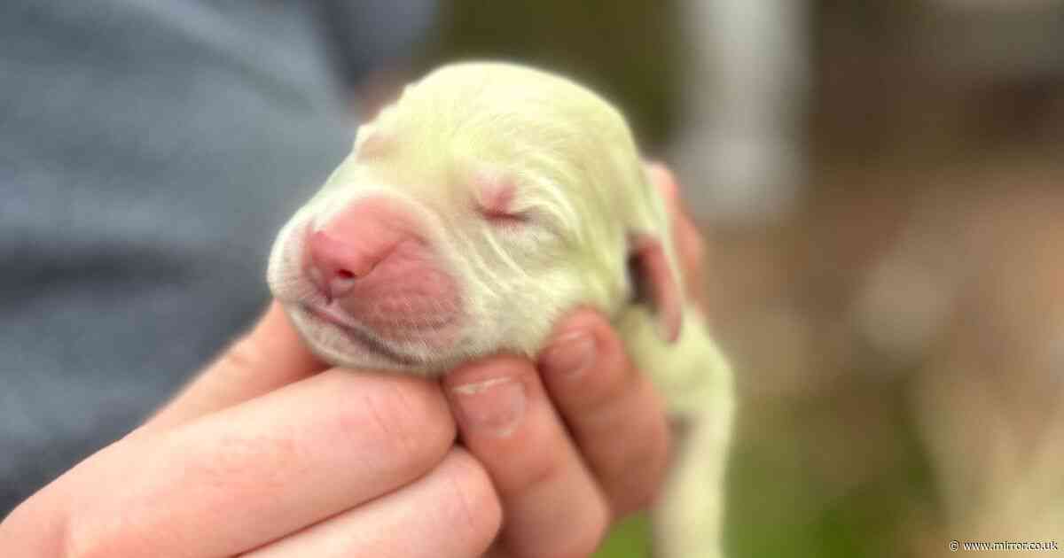 Golden retriever gives birth to super rare green puppy named Shamrock
