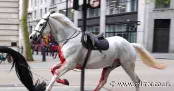 Blood-soaked horse that got loose in London 'kicked soldier in the head at King's Coronation'