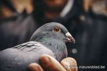 Dieven stelen vijf duiven in Grobbendonk