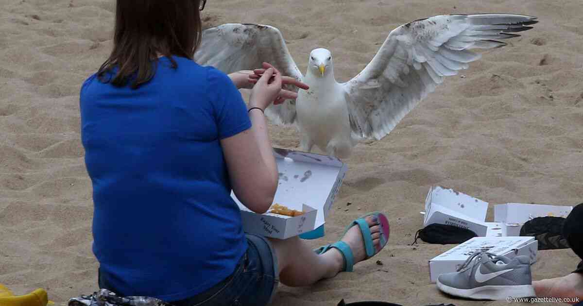 Gull warning for visitors heading to the beach ahead of May bank holiday