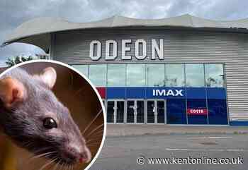 Cinema-goer’s shock at rat ‘scurrying’ during screening of Amy Winehouse movie