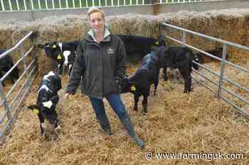 Transition milk trial targets calf health at Welsh dairy farm