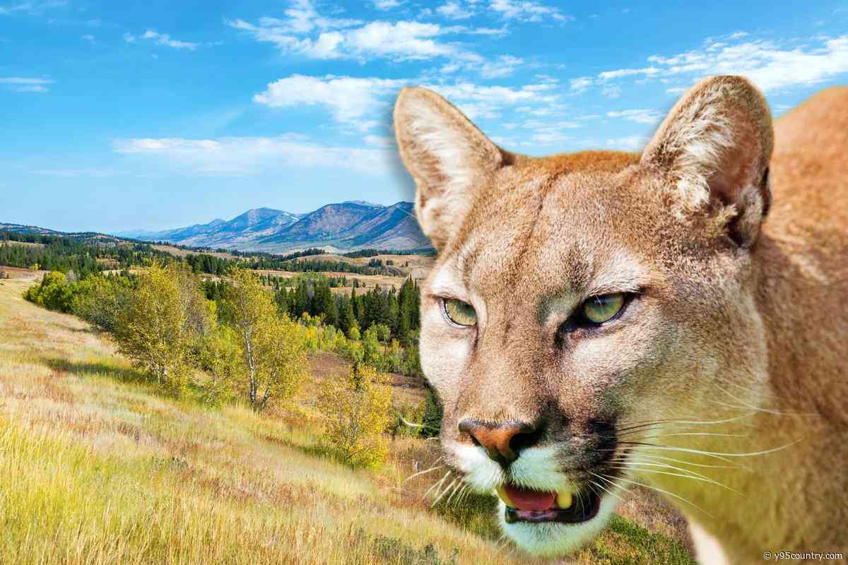What To Do If You Run Into a Mountain Lion in Wyoming Wilderness?