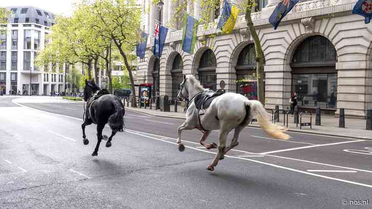 Twee paarden die door Londen renden ernstig gewond