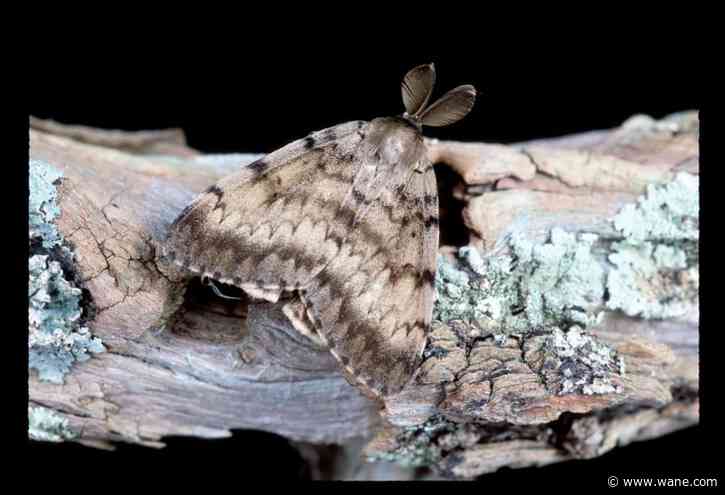 Indiana DNR to start aerial treatment for spongy moths
