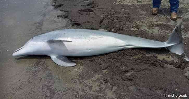 Baby dolphin found dead with bullets in its brain, spine and heart