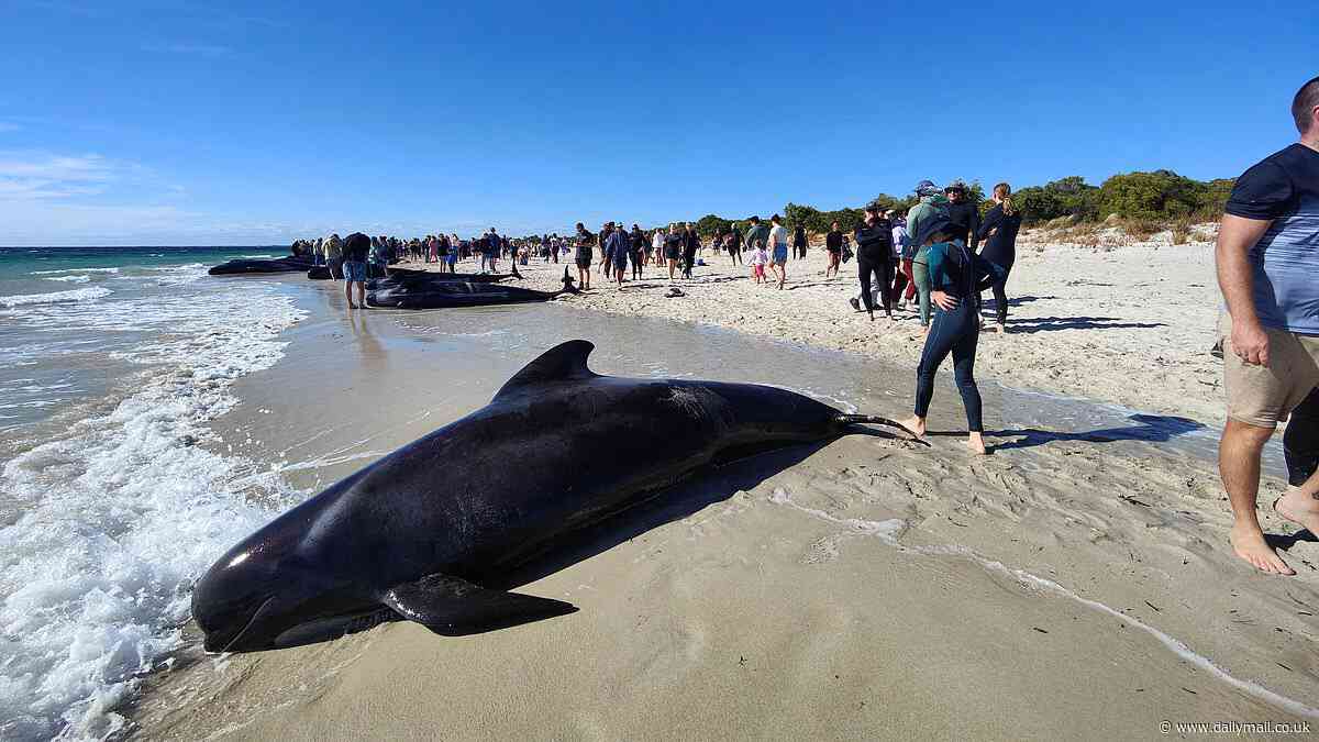 Uplifting update after hundreds of pilot whales became beached in Western Australia